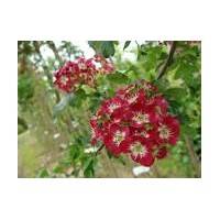 Aubépine à fleurs rouges