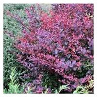 Berberis