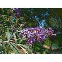 Buddleia de David