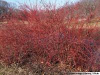 Cornus sanguinea.