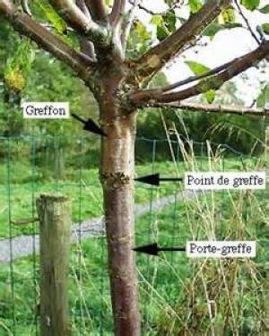 schéma porte greffe schéma porte greffe