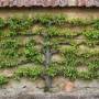 pommier-espalier-300x200.jpg