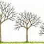 plein-vent-demi-et-basse-tiges-300x165.jpg
