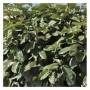 elaeagnus_010.jpg