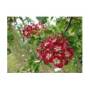 aubepine_a_fleurs_rouges_007.jpg