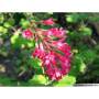 groseillier_a_fleurs028.jpg