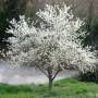 prunier-en-fleurs-300x225.jpg