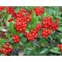 buisson_ardent012.jpg