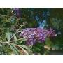buddleia_de_david024.jpg