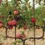 pommier-espalier-2-300x168.jpg