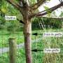 schema-porte-greffe-240x300.jpg